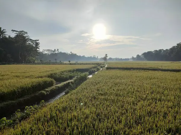 Ilık güneş ışığı altında merkezi sulama kanalı olan yemyeşil bir alan. Tarım, doğa veya kırsal temalı görsel içerik için ideal