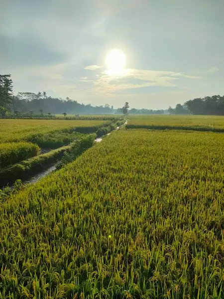 Ilık güneş ışığı altında merkezi sulama kanalı olan yemyeşil bir alan. Tarım, doğa veya kırsal temalı görsel içerik için ideal