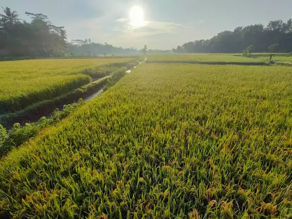 Ilık güneş ışığı altında merkezi sulama kanalı olan yemyeşil bir alan. Tarım, doğa veya kırsal temalı görsel içerik için ideal