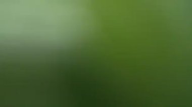 Close-up of green rice plants with developing panicles in fertile field. Ideal for agriculture, nature themed visual content