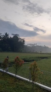 Sulama çizgileri, sisli ufku ve bulutlu gökyüzü olan huzurlu pirinç tarlaları. Doğa, tarım veya kırsal temalı görsel içerik için ideal