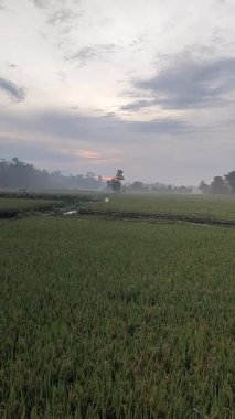 Sulama çizgileri, sisli ufku ve bulutlu gökyüzü olan huzurlu pirinç tarlaları. Doğa, tarım veya kırsal temalı görsel içerik için ideal