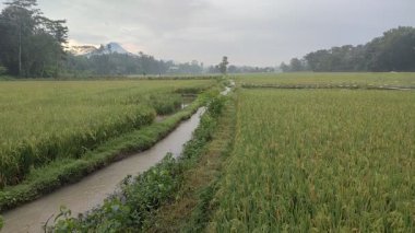 Sulama kanallı yemyeşil pirinç tarlası ve sıcak doğal ışık. Tarım, doğa veya editoryal temalı görsel içerik için ideal