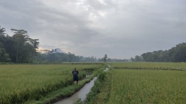 Sulama kanallı yemyeşil pirinç tarlası ve sıcak doğal ışık. Tarım, doğa veya editoryal temalı görsel içerik için ideal