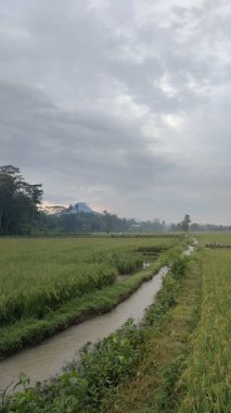 Sulama çizgileri, sisli ufku ve bulutlu gökyüzü olan huzurlu pirinç tarlaları. Doğa, tarım veya kırsal temalı görsel içerik için ideal