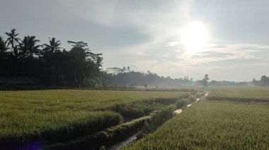 Sulama çizgileri, sisli ufku ve bulutlu gökyüzü olan huzurlu pirinç tarlaları. Doğa, tarım veya kırsal temalı görsel içerik için ideal