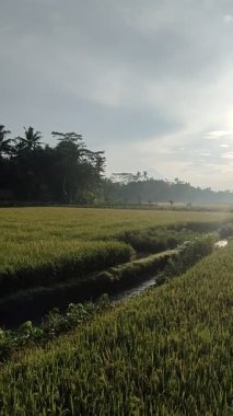 Sulama çizgileri, sisli ufku ve bulutlu gökyüzü olan huzurlu pirinç tarlaları. Doğa, tarım veya kırsal temalı görsel içerik için ideal