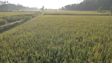 Sulama kanallı yemyeşil pirinç tarlası ve sıcak doğal ışık. Tarım, doğa veya editoryal temalı görsel içerik için ideal