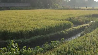 Sulama kanallı yemyeşil pirinç tarlası ve sıcak doğal ışık. Tarım, doğa veya editoryal temalı görsel içerik için ideal
