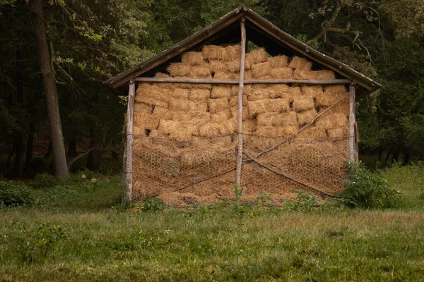 Square bales of  hay for cattle are in the stable