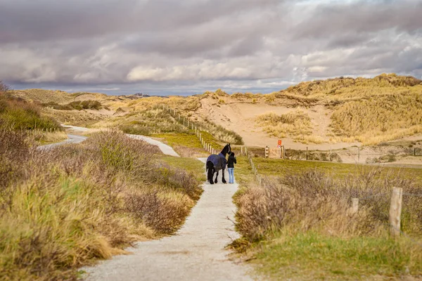 Promenad Med Häst Nära Havet Sandstranden Katwijk Nederländerna Stockbild
