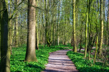 Cronensteyn Polder 'inde yürüyüş yolu, Leiden, Hollanda