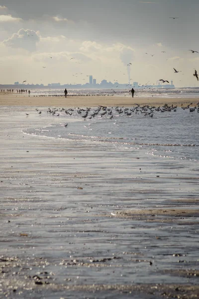 Blick Auf Den Haag Und Scheveningen Vom Strand Von Katwijk — Stockfoto