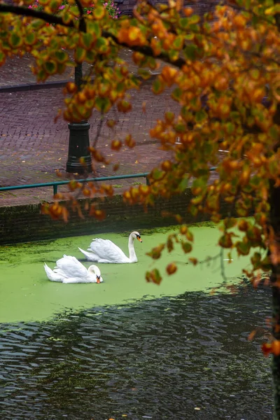 Deux Cygnes Dans Canal Eau Leyde Pays Bas — Photo