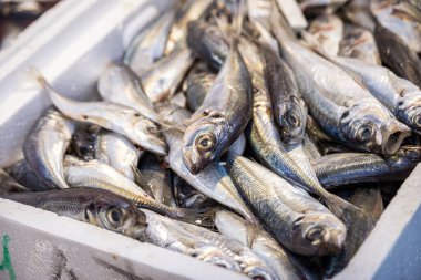 Hollanda, Leiden sokaklarında taze balık pazarı 