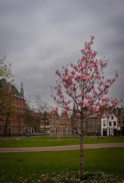 2023年4月10日オランダ ライデンピンクのマグノリアのあるライデンのカラフルな装飾が施された広場 — ストック写真