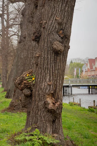 Dandelion flower grooving on the tree, street in Leiden, Netherlands