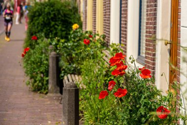 Kırmızı gelincikler Hollanda, Leiden caddesinde dolanıyor.