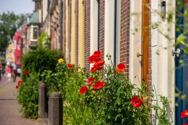 Kırmızı gelincikler Hollanda, Leiden caddesinde dolanıyor.