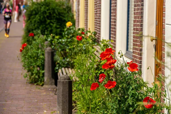 Рыжие Пигмеи Улице Лейден Нидерланды — стоковое фото