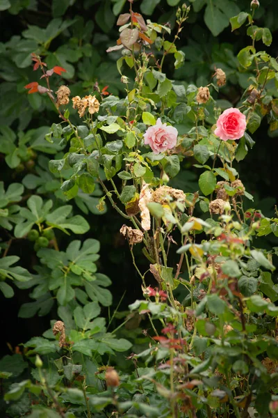 雨滴と美しいバラの花 湿った庭に水滴とバラの花の花びら 雨季の自然背景 新鮮さ リラクゼーション 愛の花の女王 バレンタインシンボル — ストック写真