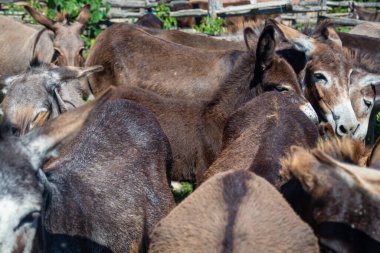 Sırbistan 'ın Sremska Mitrovica kenti yakınlarındaki Nature Zasavica' nın popüler rezervuarında eşek çiftliği