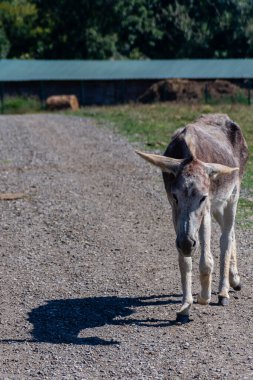 Sırbistan 'ın Sremska Mitrovica kenti yakınlarındaki Nature Zasavica' nın popüler rezervuarında eşek çiftliği