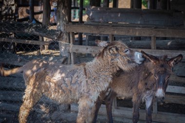 Sırbistan 'ın Sremska Mitrovica kenti yakınlarındaki Nature Zasavica' nın popüler rezervuarında eşek çiftliği