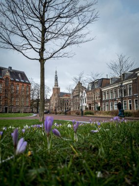 Sokaktan Heilige Lodewijkkerk ve Crocus bahar çiçekleri manzarası. Leiden şehri, Güney Hollanda, Hollanda.