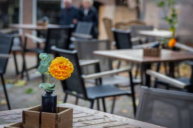Hollanda, Oudewater 'daki kafede sarı çiçek.