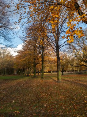 Hollanda, Leiden 'da sonbahar: Yüksek ağaçların altın yapraklar saçtığı, yerde uzun gölgeler bıraktığı sakin bir park sahnesi. Açık mavi gökyüzü ve dağınık bulutlar sakin atmosfere eklenir..