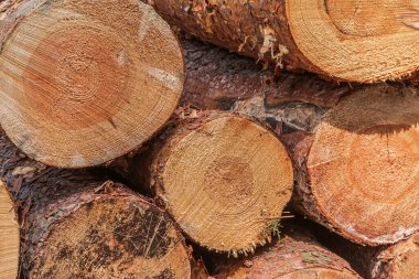 Bir yığın halinde birkaç büyük testere kütüğü. Ormana düştükten sonra kabuklu çam kütükleri. Kırmızımsı, kahverengi, sarı renkte kesişen halkalar. Halka biçimli tahıl