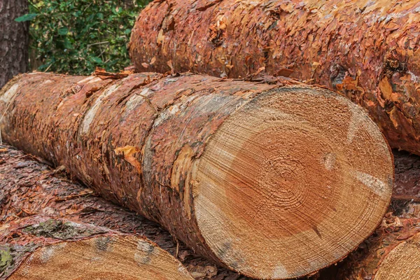 several logs in a pile. Pine trunk with bark after felling. Logs of wood from a log in the forest. Detailed view of the cutting edge. yellow, brown reddish coloring of the growth rings