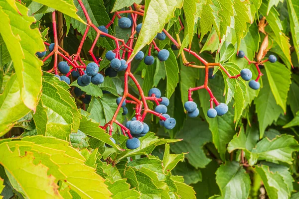 Self-climbing virgin vine with green leaves and fruits in summer in daylight. Bluish violet fruits on reddish stalks. Plant Virginia creeper with ornate leaves.