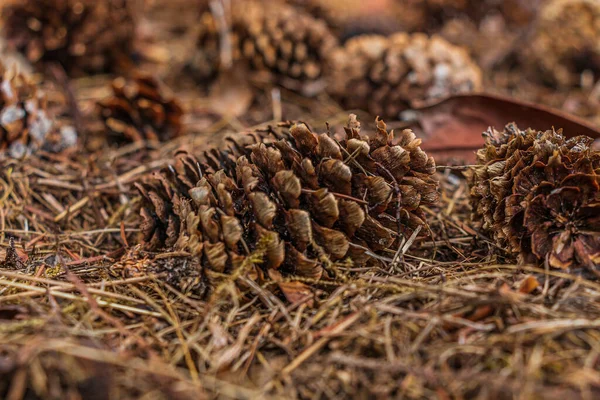 Pine cones lying on the ground. Brown open pine cone between brown pine needles. Structures of the scales of the empty pine cone. Spindle arranged like a roof tile