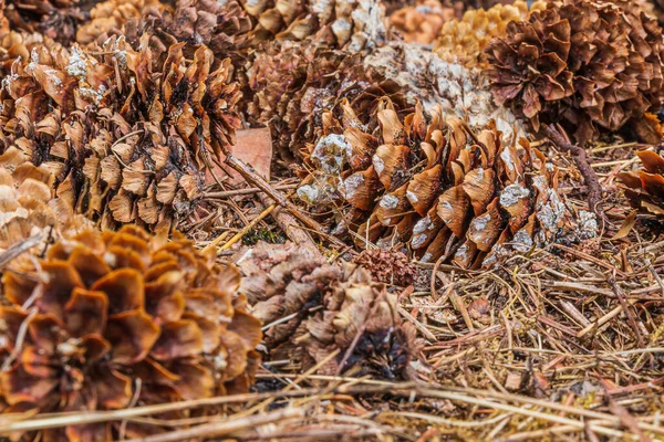 Pine cones lying on the ground. several brown open pine cones between brown pine needles. Structures of the empty pine cone with resin adhesion on the surface. Spindle arranged like a roof tile
