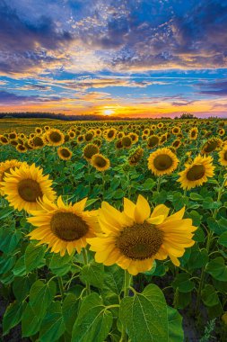 Bir manzarada bulutlu bir yaz akşamı. Bir tarlanın üzerinde günbatımında bir sürü ayçiçeği açar. Bir mahsul çiçeğinin açtığı para. Alçak güneşli renkli ufuk