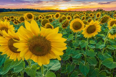 Yazın bir tarlada birçok ayçiçeği. Akşam gün batımında manzara. Açılmış sarı çiçek ve tohumlarla açan çiçekler. Renkli gökyüzü ve güneşli mahsuller