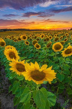 Gün batımında bir sürü mahsul olacak. Sıralar dolusu çiçek manzarada akşam atmosferi yaratır. Tarımsal bir tarlada büyük, açık ayçiçeği çiçekleri. Mavi gökyüzünde kırmızı turuncu bulutlar