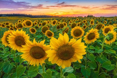 Bir tarlanın ön planında yeşil yaprak ve gövde mahsulleri olan büyük ayçiçeği çiçekleri. Akşam gün batımında manzara. Bulutlu renkli gökyüzü.