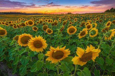 Yazın bir sürü mahsulü olan tarla. Akşam günbatımında açık çiçekli ayçiçekleri. Gökyüzü bulutlu ve büyülü bir ruh hali içinde. Bir sürü çiçekli manzara