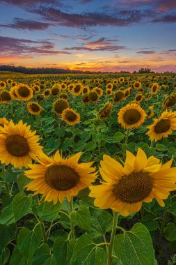 Yazın ayçiçekleriyle dolu bir tarla. Mahsulün çiçekleri için akşam havası. Gökyüzünde renkli kırmızı turuncu bulutlar. Açılmış çiçeklerle açan ayçiçeği zamanı