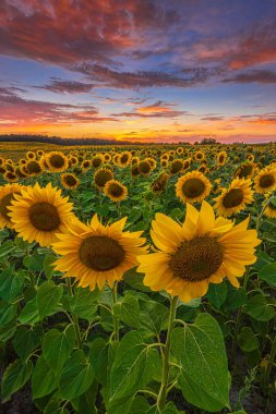 Akşam gün batımında manzara. Açılmış çiçek sapları ve yaprakları olan ayçiçekleri. Kırmızı sarı turuncu bulutlu dramatik bir gökyüzü. Yazın tarlada tohumlu mahsuller