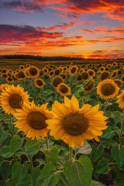 Dramatik gökyüzü ile gün batımı. Bir sürü ayçiçeği olan bir tarla. Bir sürü bulutun sarı turuncu kırmızı bulutlarla kaplı olduğu yaz günü. Yaz manzarasında açık çiçekli mahsul