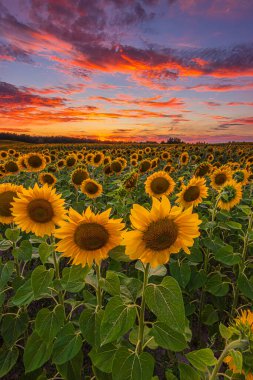 Yazın manzara. Dramatik gökyüzü ile gün batımı. Bir sürü ayçiçeği olan bir tarla. Bir sürü bulutun sarı turuncu kırmızı bulutlarla kaplı olduğu yaz günü. Açık çiçekli mahsul