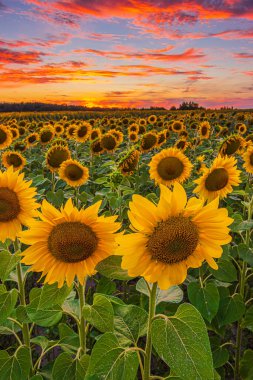 Gün batımında ayçiçekleri. Yazın manzara. Akşamları dramatik bir gökyüzü. Bir sürü çiçekli tarla. Bir sürü bulutun sarı turuncu kırmızı bulutlarla kaplı olduğu yaz günü. Açık çiçekli mahsul
