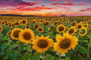 Yaz akşamları bir sürü ayçiçeği olan bir tarla. Gün batımlı manzara. Açık sarı çiçekli mahsuller. Bulutlu, dramatik görünümlü, kırmızı turuncu renkli bulutlar.