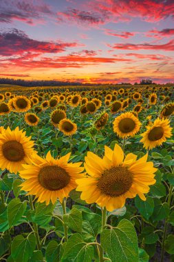 Akşamları bol bol ayçiçeği olan bir tarlayı seyret. Yazın gün batımında manzara. Açık sarı çiçekli mahsuller. Bulutlu, dramatik görünümlü, kırmızı turuncu renkli bulutlar.