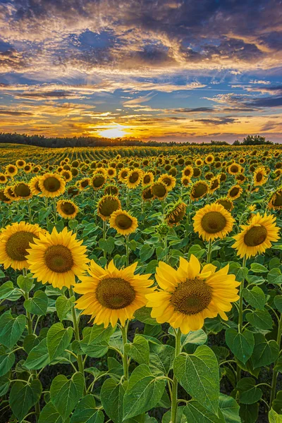 Ayçiçeği tarlasında canlı bir yaz günbatımı. Yazın bir sürü ayçiçeği. Akşamları açan çiçeklerle dolu bir tarlanın manzarası. Gökyüzünde açık sarı çiçeklerle dolu ayçiçekleri.