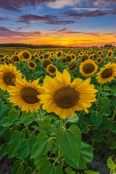 Manzaranın akşam havası. Gün batımında bir sürü ayçiçeği olan bir tarla. Mavi gökyüzünde kırmızı turuncu bulutlar. Açılmış sarı yapraklar ve ayçiçeği tohumları olan ekinler.